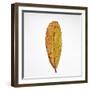 Decaying Leaf-Clive Nolan-Framed Premium Photographic Print