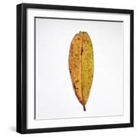 Decaying Leaf-Clive Nolan-Framed Premium Photographic Print