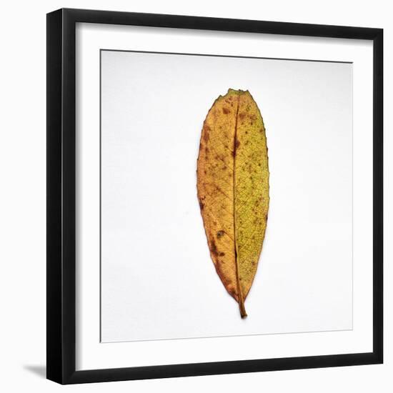 Decaying Leaf-Clive Nolan-Framed Premium Photographic Print