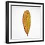 Decaying Leaf-Clive Nolan-Framed Photographic Print