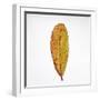 Decaying Leaf-Clive Nolan-Framed Photographic Print