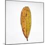 Decaying Leaf-Clive Nolan-Mounted Photographic Print