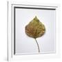 Decaying Leaf-Clive Nolan-Framed Photographic Print