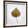 Decaying Leaf-Clive Nolan-Framed Photographic Print