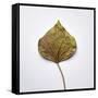 Decaying Leaf-Clive Nolan-Framed Stretched Canvas