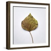 Decaying Leaf-Clive Nolan-Framed Photographic Print