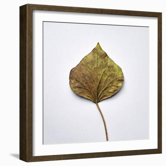 Decaying Leaf-Clive Nolan-Framed Photographic Print