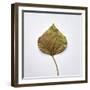 Decaying Leaf-Clive Nolan-Framed Photographic Print