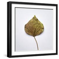 Decaying Leaf-Clive Nolan-Framed Photographic Print