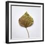 Decaying Leaf-Clive Nolan-Framed Photographic Print