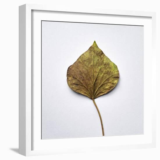 Decaying Leaf-Clive Nolan-Framed Photographic Print