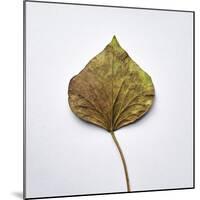 Decaying Leaf-Clive Nolan-Mounted Photographic Print