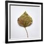 Decaying Leaf-Clive Nolan-Framed Photographic Print