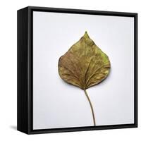 Decaying Leaf-Clive Nolan-Framed Stretched Canvas