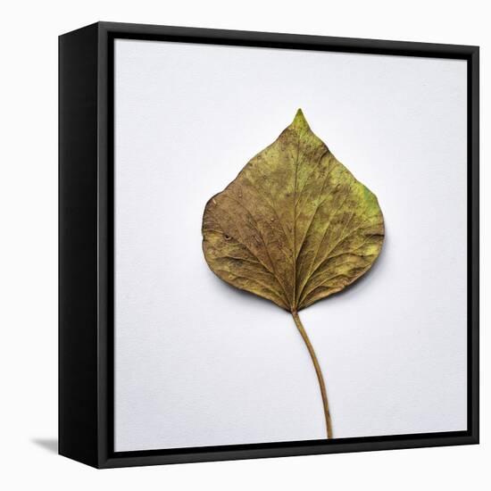 Decaying Leaf-Clive Nolan-Framed Stretched Canvas