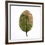 Decaying Leaf-Clive Nolan-Framed Photographic Print