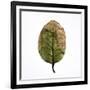 Decaying Leaf-Clive Nolan-Framed Photographic Print