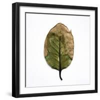 Decaying Leaf-Clive Nolan-Framed Photographic Print