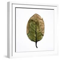 Decaying Leaf-Clive Nolan-Framed Photographic Print