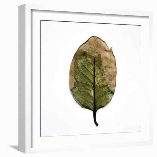 Decaying Leaf-Clive Nolan-Framed Photographic Print