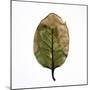 Decaying Leaf-Clive Nolan-Mounted Photographic Print