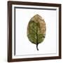 Decaying Leaf-Clive Nolan-Framed Photographic Print