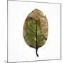 Decaying Leaf-Clive Nolan-Mounted Photographic Print