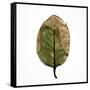 Decaying Leaf-Clive Nolan-Framed Stretched Canvas