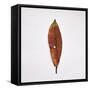 Decaying Leaf-Clive Nolan-Framed Stretched Canvas