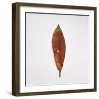 Decaying Leaf-Clive Nolan-Framed Photographic Print