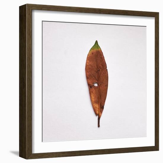 Decaying Leaf-Clive Nolan-Framed Photographic Print