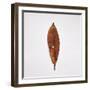 Decaying Leaf-Clive Nolan-Framed Photographic Print