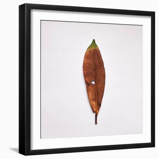 Decaying Leaf-Clive Nolan-Framed Photographic Print