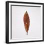 Decaying Leaf-Clive Nolan-Framed Photographic Print