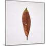 Decaying Leaf-Clive Nolan-Mounted Photographic Print