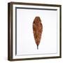 Decaying Leaf-Clive Nolan-Framed Premium Photographic Print