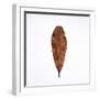 Decaying Leaf-Clive Nolan-Framed Premium Photographic Print