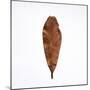 Decaying Leaf-Clive Nolan-Mounted Premium Photographic Print