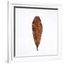 Decaying Leaf-Clive Nolan-Framed Photographic Print