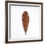 Decaying Leaf-Clive Nolan-Framed Photographic Print