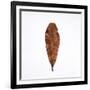 Decaying Leaf-Clive Nolan-Framed Photographic Print