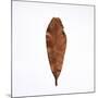 Decaying Leaf-Clive Nolan-Mounted Photographic Print