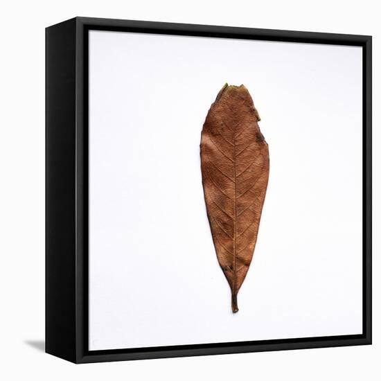 Decaying Leaf-Clive Nolan-Framed Stretched Canvas