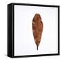 Decaying Leaf-Clive Nolan-Framed Stretched Canvas