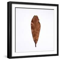 Decaying Leaf-Clive Nolan-Framed Photographic Print