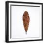 Decaying Leaf-Clive Nolan-Framed Photographic Print