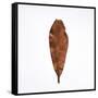 Decaying Leaf-Clive Nolan-Framed Stretched Canvas