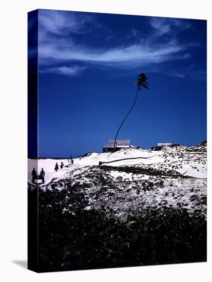 December 1946: Palm Tree Blowing in the Wind in Bathsheba, Barbados-Eliot Elisofon-Stretched Canvas