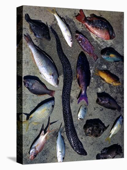 December 1946: Tropical Fish Caught by Local Fishermen in Montego Bay, Jamaica-Eliot Elisofon-Stretched Canvas