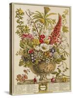 December, from 'twelve Months of Flowers' by Robert Furber (C.1674-1756) Engraved by Henry Fletcher-Pieter Casteels-Stretched Canvas